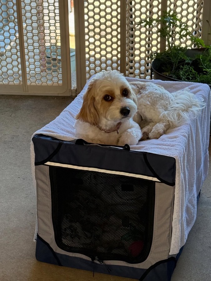 A cream and white dog relaxing on the porch at Heidi's Dog House